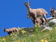 CORNO STELLA , panorami, monti, laghi, fiori, stambecchi-9lu25  - FOTOGALLERY
